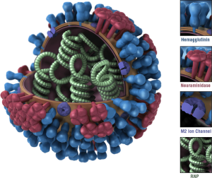 Influenza flu virus structure neuraminidase hemagglutinin HA NA