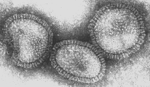 electron micrograph of influenza flu virus