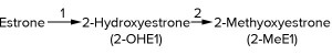 Estrogen Metabolism Pathway 2-hydroxy estrone