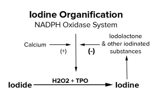 Iodide Iodine Oxidation Conversion (complete)